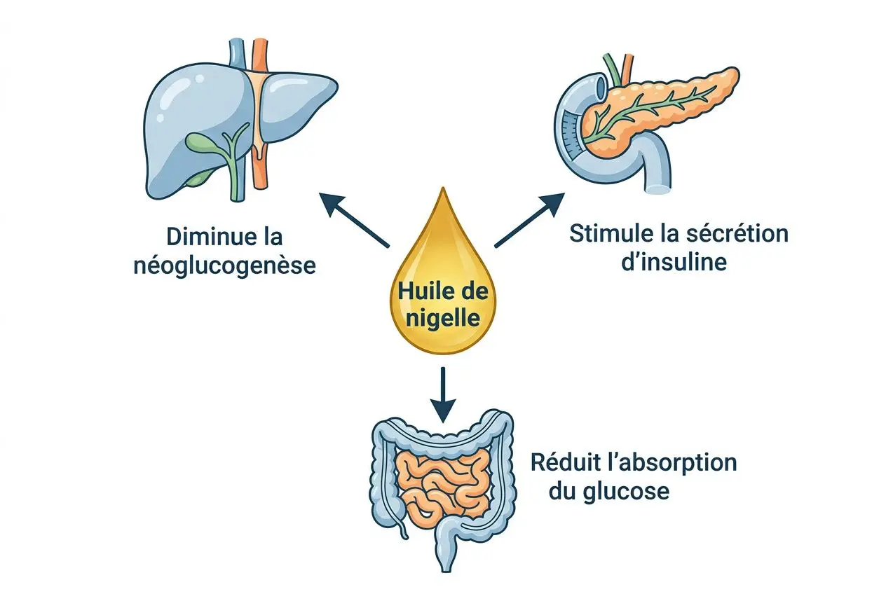 Schéma illustrant les bienfaits supposés de l’huile de nigelle: stimule l’insuline et la digestion, réduit l’absorption du glucose. huile de nigelle bienfaits sur le corps.